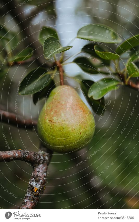 Nahaufnahme Birne im Baum Frucht Bioprodukte Farbfoto Gesunde Ernährung frisch Vegetarische Ernährung Lebensmittel Gesundheit Foodfotografie lecker Diät Vitamin