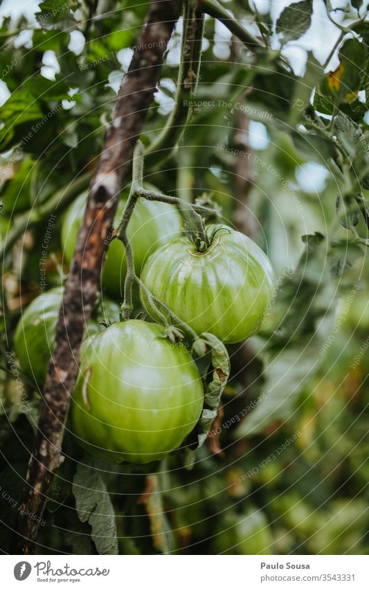 Grüne Bio-Tomaten Bioprodukte organisch Biologische Landwirtschaft Biografie Frische grüne Tomaten Nahaufnahme lecker Ackerbau Gesunde Ernährung Lebensmittel
