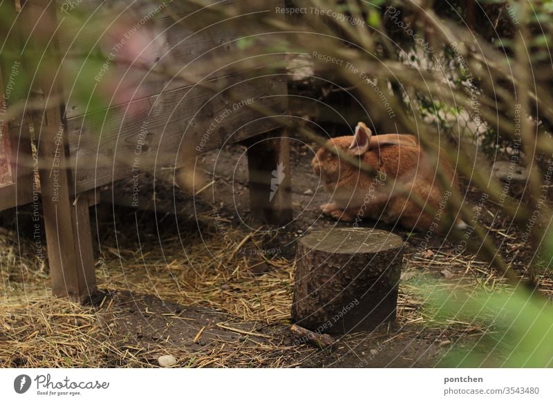 Hase, Riesenkaninchen sitzt im Garten vor seinem Stall. Blick in den Garten. Tierhaltung riesenkaninchen stall stroh kauern verstecken tierhaltung haustier