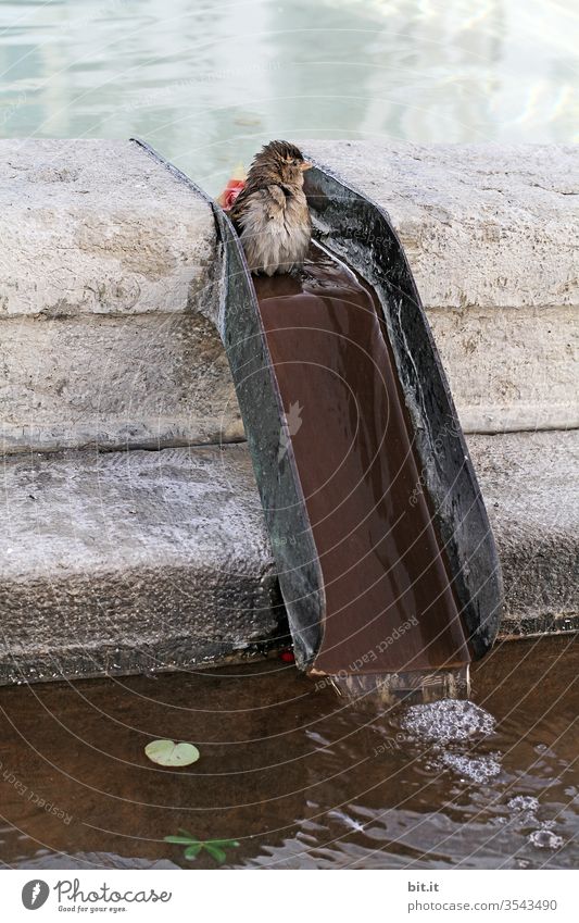 Spatzenrutsche Vogel Wasser baden Reinigen Brunnen Stadt lustig Witzig Süß Spaßvogel Rutsche plantschen trinken Durst durstig Bad Vogelbecken Wasserrinne