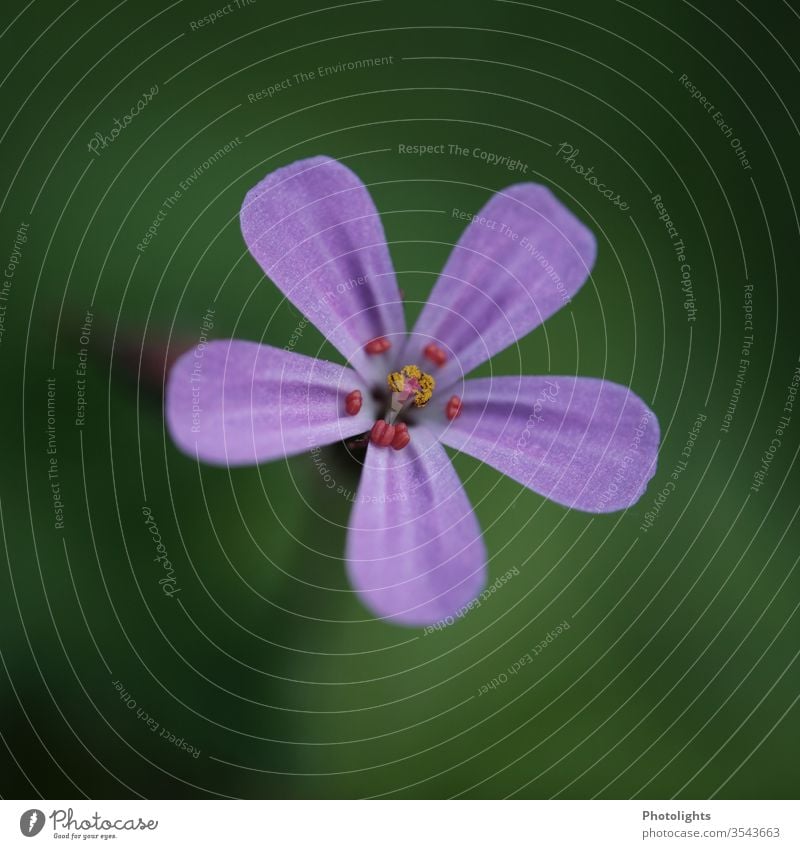Violette Blüte eines Unkrauts violett Blume Makroaufnahme Nahaufnahme Natur Detailaufnahme Blühend Blütenblatt Menschenleer Außenaufnahme Farbfoto