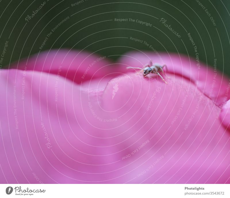 Ameise auf Blütenblatt Pfingstrose rosa Tier Pflanze Blume Natur Außenaufnahme Frühling Detailaufnahme Makroaufnahme Garten Farbfoto Suche Blühend