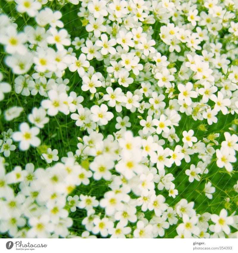 Ich bette dich auf einem Blumenteppich Umwelt Pflanze gelb grün weiß Teppich viele durcheinander klein zart Cross Processing Wachstum geschlossen