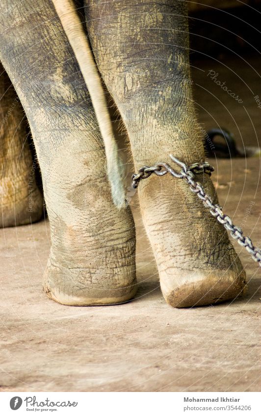 Ein mit Metallfesseln angeketteter Elefant Tier Fuß anketten im Freien Säugetier Tierwelt Nahaufnahme Bein grausam niemand Natur Zoo Gefangenschaft siam