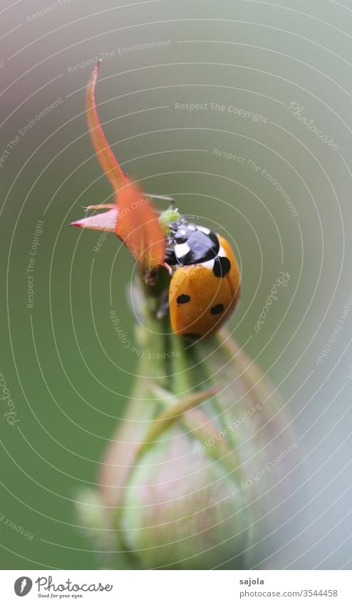 Europäischer Marienkäfer gönnt sich eine Blattlaus Insekt Käfer Blattlausfresser Tier rot Makroaufnahme Nahaufnahme Farbfoto Glück Pflanze Außenaufnahme
