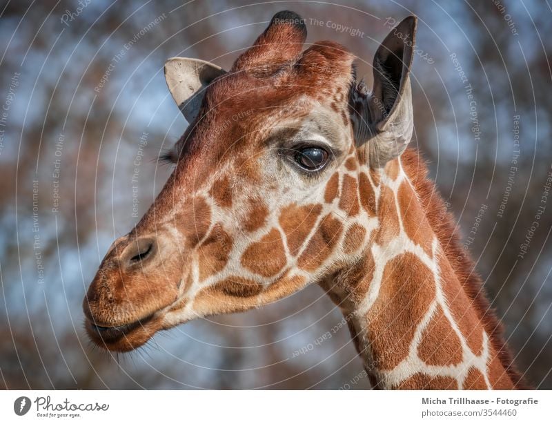 Giraffe Porträt Giraffa Tier Wildtier Kopf Gesicht Auge Ohren Nase Maul Fell Hals Tierporträt Tiergesicht Natur Nahaufnahme Blick Sonnenlicht Sonnenschein