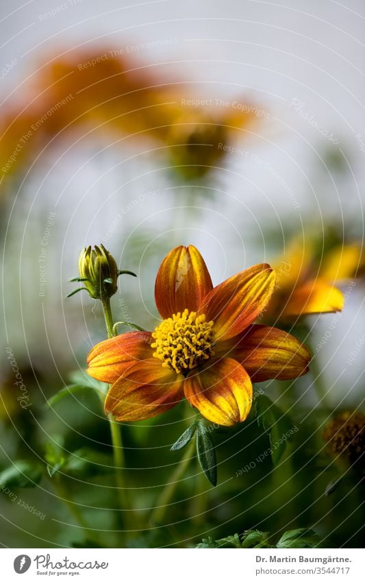 Korbblütler der Gattung Bidens, Zweizahn; Sommerblüher aus dem Süden der USA Asteraceae amerikanisch Balkonpflanze dekorativ Nahaufnahme Blütenstand Blume