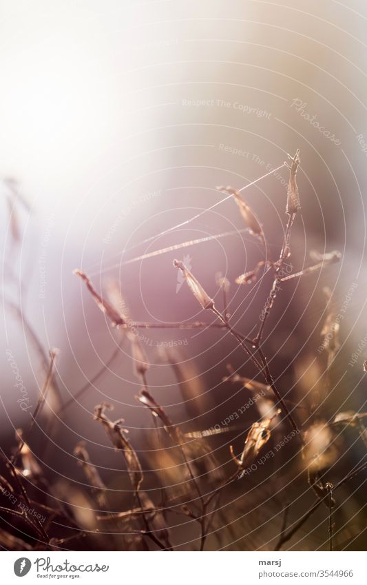 Spinnenfäden an vertrockneten Pflanzen fein Altweibersommer Gegenlicht Gräser Farbfoto Natur Sommer Licht Sonnenlicht Gras Verbindung verbunden Lichterscheinung