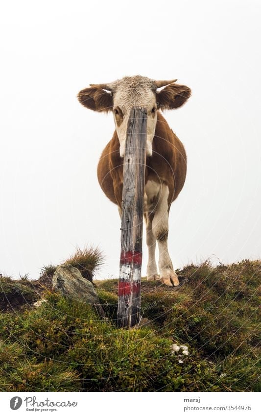 Rind versteckt sich hinter Holzpfahl Kuh Almvieh Säugetier Tier Landwirtschaft Vieh Gras Milchwirtschaft Weide Wanderweg Kuh auf  Wanderweg verstecken Nutztier