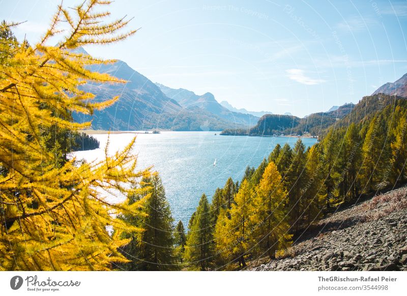 Lerchenwald im Herbst mit Sicht auf See Lärchenwald Wasser Berge u. Gebirge blaues Wasser Oberengadin silvaplanasea Silvaplana höhenweg Aussicht wandern Schweiz