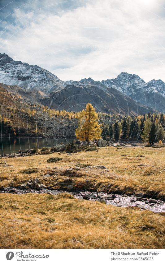 Lärche am See mit Sicht auf Berge Wald Natur Landschaft wandern Menschenleer Berge u. Gebirge Alpen Himmel Schweiz Bergesee Herbst gelblich braun Bach Wasser