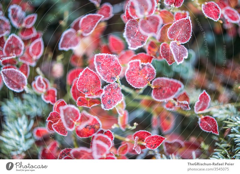 Rote Blätter - Frostbedekt rot kalt Herbst Nadelbaum strauch Außenaufnahme Baum Pflanze Detailaufnahme Natur Farbfoto Schwache Tiefenschärfe