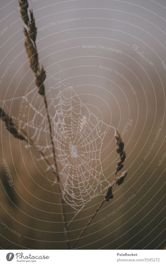 #As# Spinnennetz Feld Netz Nebel Nebelschleier Nebelstimmung Nebelmeer Nebelfeld Außenaufnahme Farbfoto Menschenleer Tag Landschaft Umwelt Morgentau