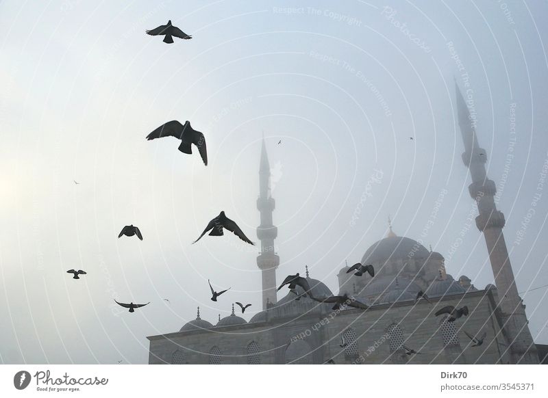 Yeni Cami am Goldenen Horn in Istanbul im Morgennebel Moschee yeni valide moschee Goldenes Horn Nebel Nebelschleier morgenlicht mystisch Stimmung stimmungsvoll