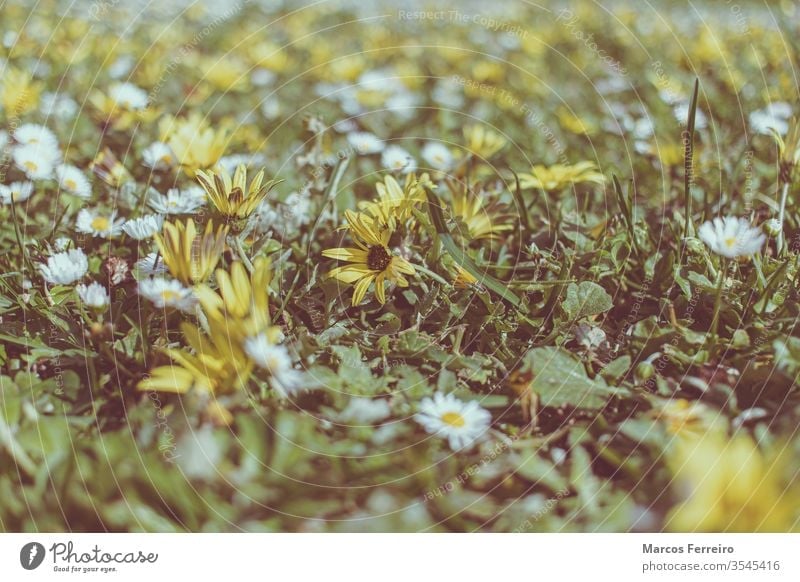 Feld voller Blumen, früher Frühling Niemand im Freien Blumenfeld Schönheit farbenfroh geblümt frisch Garten Gras Blütenblatt gelb Farbe Hintergrund Nahaufnahme