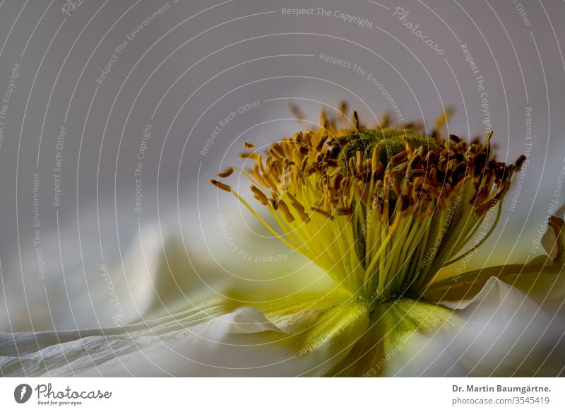 Ausdauer und Stigma von Papaver nudicaule, weiße Sorte Staubblätter Nahaufnahme Blume Pollen verschwommen Unschärfe Pflanze Überstrahlung