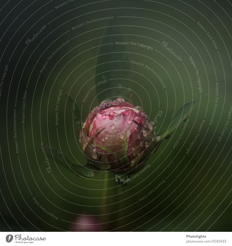Knospe einer Pfingstrose mit Wassertropfen rosa grün Spiegelung Pflanze Reflexion & Spiegelung Nahaufnahme feucht Tropfen Detailaufnahme Makroaufnahme Natur