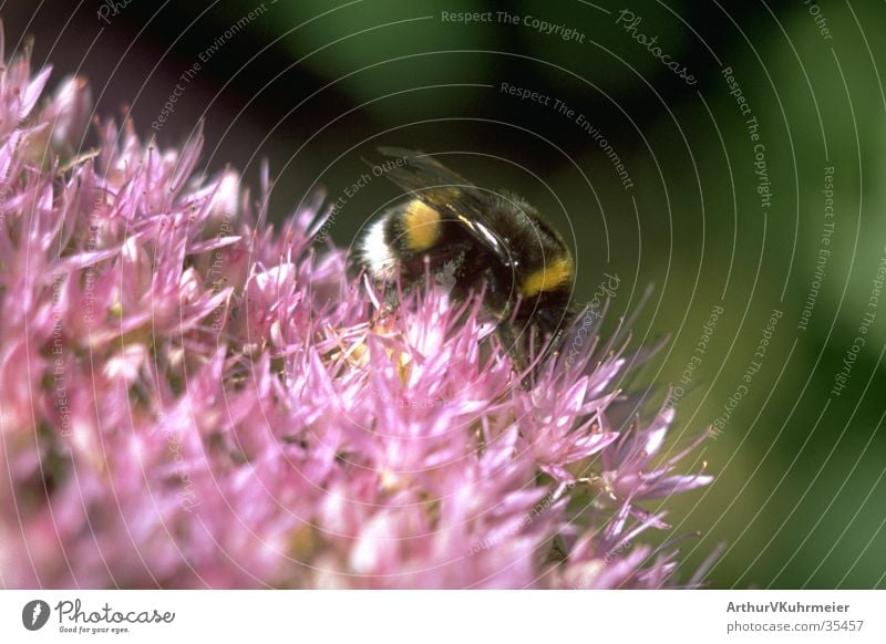 Hummel auf fetter Henne diagonal Insekt Nahaufnahme Makroaufnahme rosa Blume grüner Hintergrund