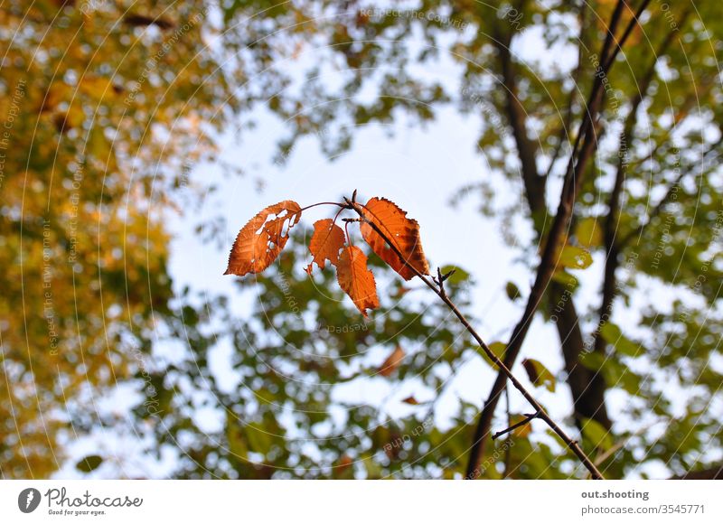 Erstaunliche Aufnahme von einigen Herbstblättern. herbstlich Herbstlaub Herbstfärbung Blatt Blätter orange Himmel himmelblau gelb im Freien