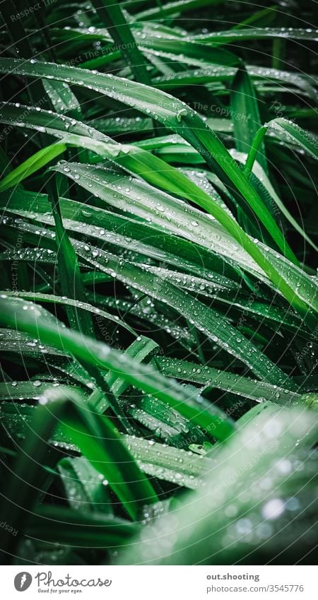 Erstaunliche Aufnahme von Regentropfen auf Gras. Stimmung Tapete grün Regenbogen Regenwasser Blatt Blätter Unwetter im Freien Makroaufnahme