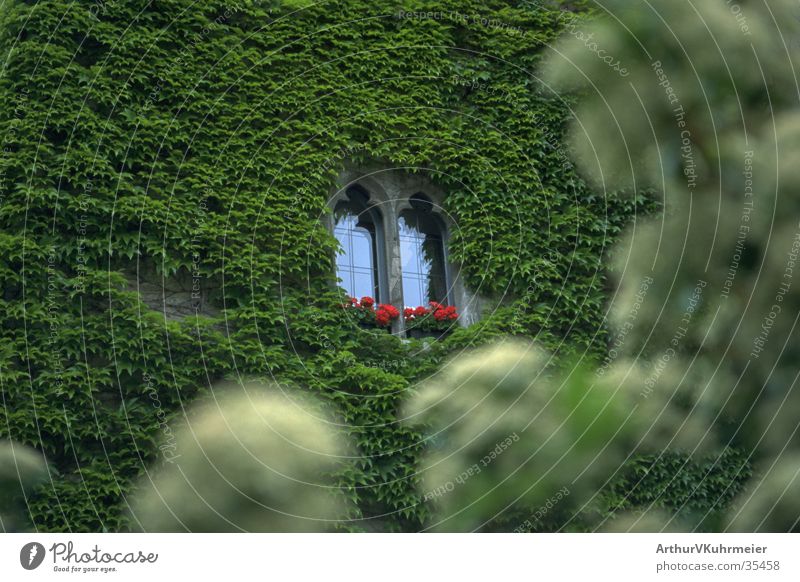 Dornröschens Schloss Fenster Efeu Wand Mauer Architektur Burg oder Schloss grüne Pflanze Vordergrund unscharf rote Blumen verstecken bewachsen