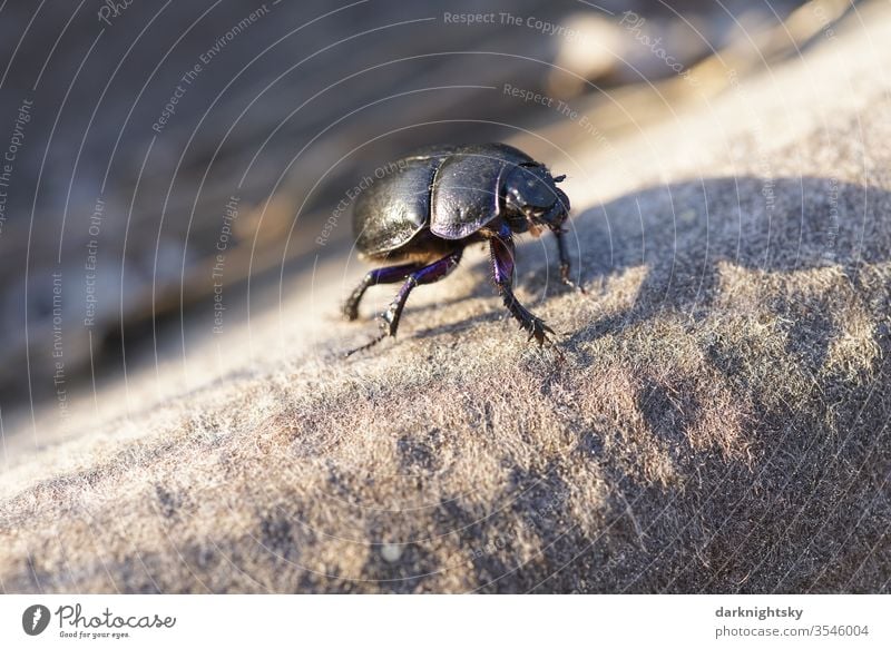 Anoplotrupes stercorosus Mistkäfer auf einer Dacheindeckung Käfer Waldmistkäfer Coleoptera Insekt Makroaufnahme Natur Schwache Tiefenschärfe krabbeln