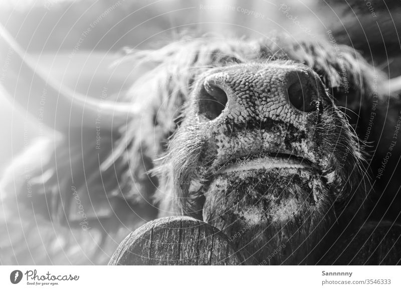 Junger Büffel in Nahaufnahme Nase Tier Tierporträt Schwarzweißfoto Natur