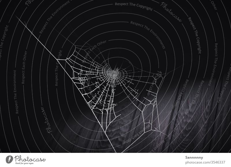 Netz Spinnennetz Netzstörung düster Schwarzweißfoto kaputt dunkel gruselig mystisch Natur Naturliebe