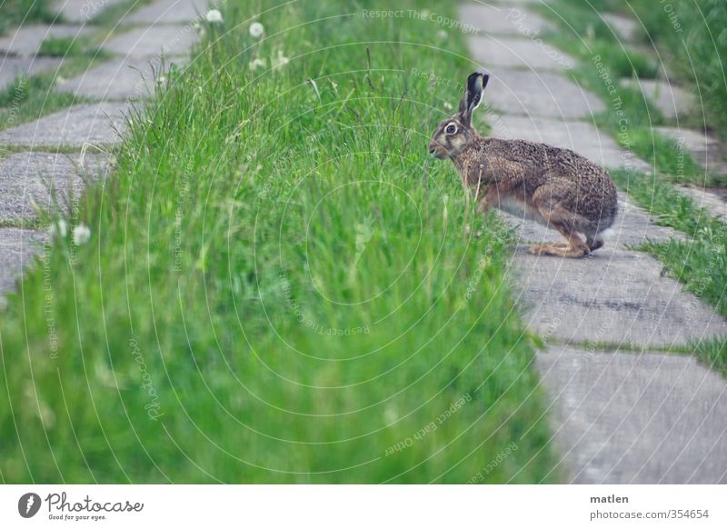 Hoppla Hoppel Gras Wiese Feld Tier Wildtier 1 grau grün Hase & Kaninchen Beton Weg weghoppeln Farbfoto Außenaufnahme Menschenleer Tag Tierporträt Profil