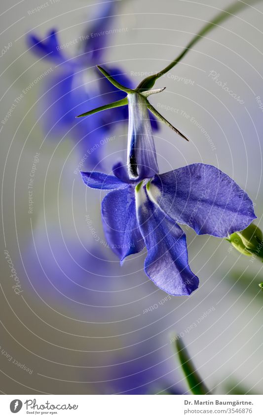 Blaue Lobelia-Hybride, Nahaufnahme blau Lobelie Zwitter verschwommen dekorativ jährlich Blume Kulturvarietät Balkon Sommer campanulaceae