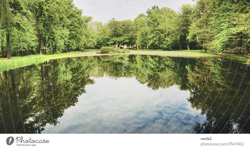 Gläsern Teich Park See Seeufer Wasser Wasserspiegelung Reflexion & Spiegelung Menschenleer Außenaufnahme Farbfoto Natur Tag Wasseroberfläche Baum Umwelt