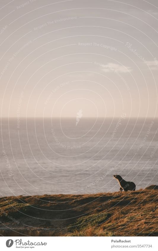 #As# Wartet auf mich! Robben Robbenbaby Robbenkolonie Neuseeland Neuseeland Landschaft Meer Küste Tier Farbfoto Natur Außenaufnahme Ferien & Urlaub & Reisen