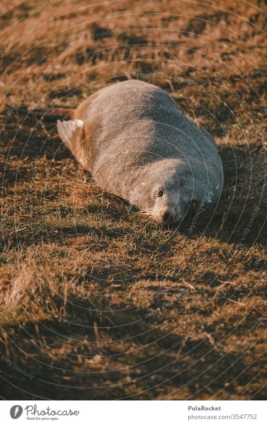 #As# Faulpelz faullenzen Fau­len­zer Robben Robbenbaby Robbenkolonie Tier schlafen liegen liegend faulenzen Faulheit Neuseeland Farbfoto Außenaufnahme Natur Tag