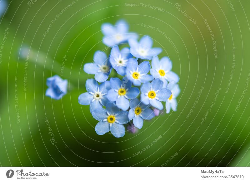 Waldvergißmeinnicht Vergißmeinnicht Feld Blumen blau grün Natur Saison Frühling Blütezeit