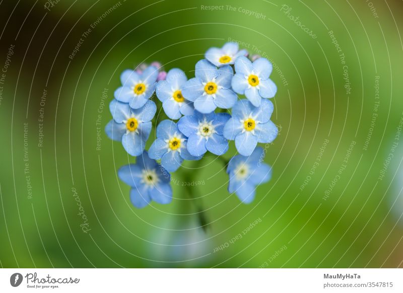 Unvergesslich im Wald Vergißmeinnicht Feld Blumen blau grün Natur Saison Frühling Blütezeit