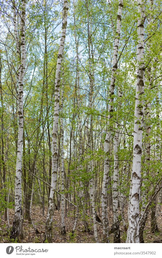 Birkenwald birkenwald gepflanzt weiß rinde pflanzem jung aufforstung jung triebe blatt blätter hochformat natur landschaft