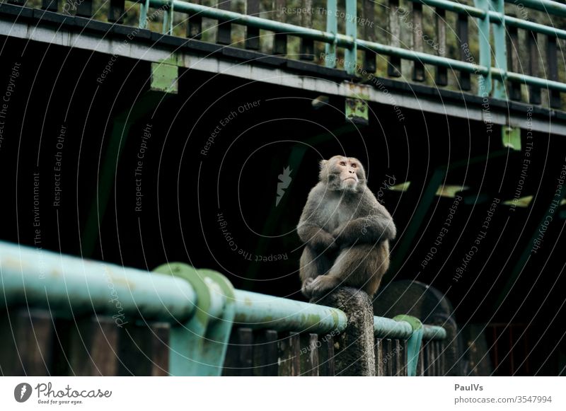 Affe Foromosa Makak sitzt auf Brücke Formosamakake Afrika Mann Taiwan Südtaiwan Taitung Säugetier Tierwelt Außenaufnahme Asien Farbfoto taiwanesisch Natur