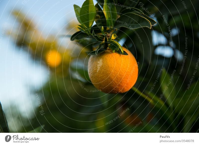 Orange am Zweig eines Orangenbaums Orangenplantage orange orangen orangenbaum orangenfrucht Zitrusfrucht reif ernte Plantage Obst Obstbau Obstgarten spanien