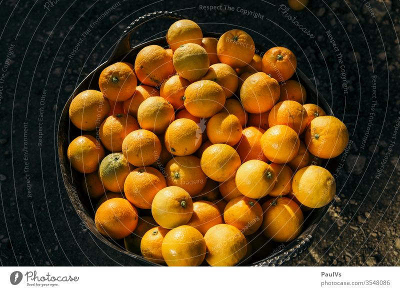 Geerntete Orangen in Korb geerntet geerntete Orangen Orangenkorb Fruchtkorb Landwirtschaft Orangenernte Früchte Vitamine Lebensmittel organisch Ernte reif