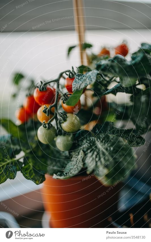 Topf Tomatenpflanze mit Früchten eingetopft Pflanze Gemüse Essen zubereiten Vegetarische Ernährung Basilikum rustikal mehrfarbig Italienisch Zutaten Diät