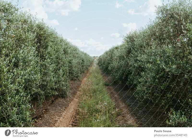 Intensiver Olivenanbau oliv Olivenöl Olivenbaum Außenaufnahme Olivenernte Pflanze Umwelt mediterran Textfreiraum unten Sonnenlicht Olivenhain Landschaft