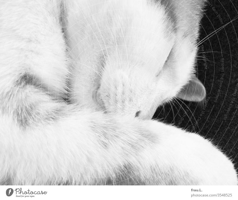 Der junge Kater schlief sanft. Katze Haustier 1 Tierporträt Tag Innenaufnahme Schwarzweißfoto entspannt liegen Fell Zufriedenheit