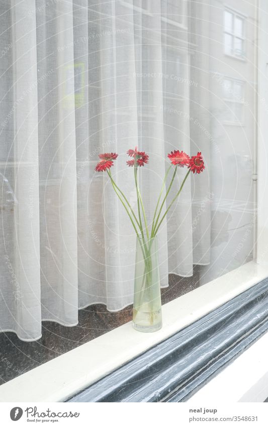 Fensterbank mit Blumenvase blumen blumenvase fenster Vorhang Isolation Einsamkeit hell weiß rot Reflektion melancholie Ruhe Wohnen Zuhause Dekoration