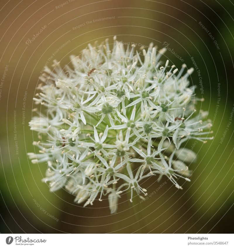 Weißer Zierlauch - Allium mit Ameise Frühling Natur Blüte grün Pflanze Außenaufnahme Farbfoto Garten Blühend Schwache Tiefenschärfe sternblüte blüten weiß