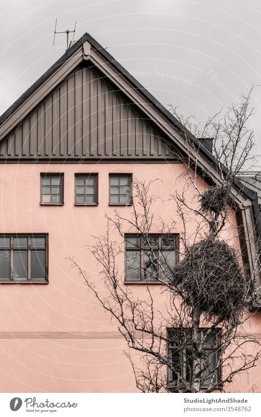 Riesiges Vogelnest vor einem rosa Haus Gebäude heimwärts Fenster Nest Storch groß riesig Baum Niederlassungen Wand Pastell Sahne beige Europa Europäer Stockholm