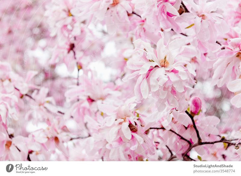 Zarte rosa Magnolienblüten Blumen Blütenblätter Frühling Blühend Blütezeit Überstrahlung Garten Gartenarbeit geblümt Flora botanisch Pastell Licht filigran