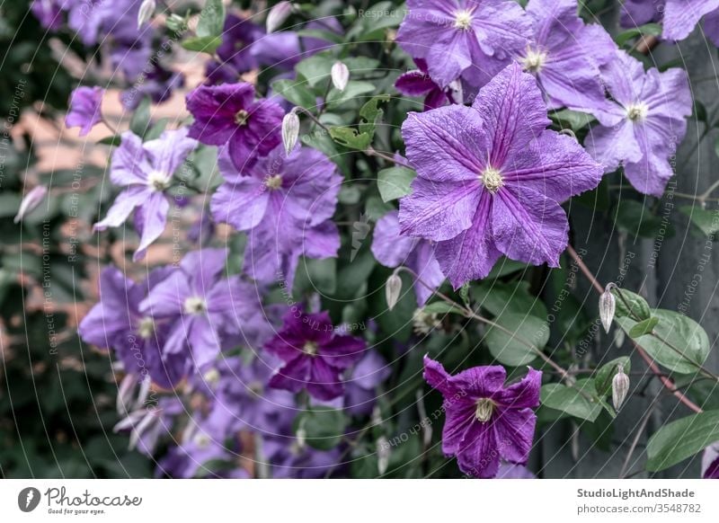 Lila Clematis Blumen Blütenblätter Garten Gartenarbeit Natur purpur grün geblümt Flora Pflanze Pflanzen wachsend Hintergrund Textur Blütezeit Überstrahlung