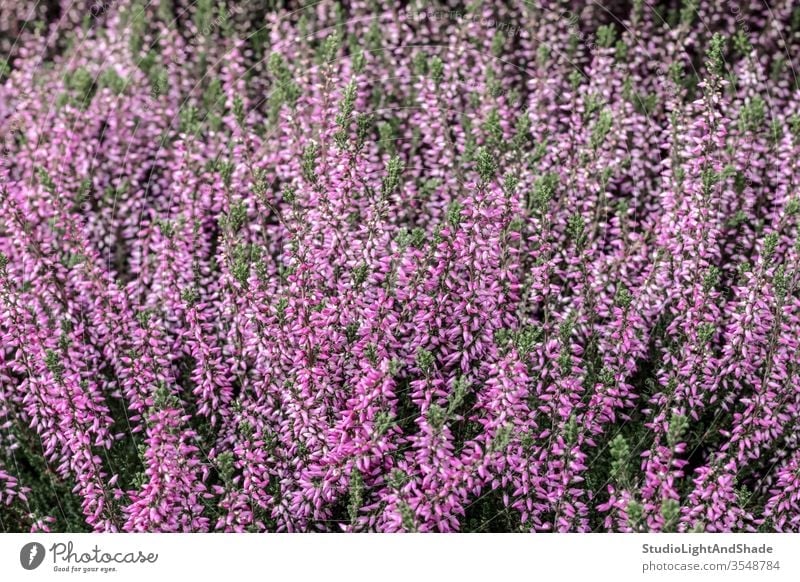 Blühendes Wildes Heidekraut wild Pflanze rosa magenta purpur Blume Blumen Flora wachsend Wald Blütezeit Überstrahlung Wildblume Wildblumen Natur natürlich