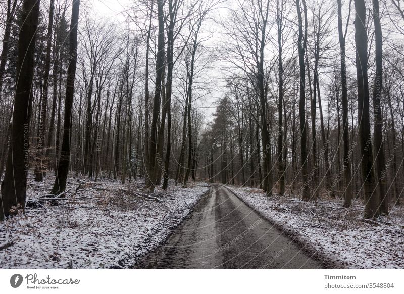 Ein Waldweg und zarte Winteranklänge Weg Schnee Spuren Bäume Laub kahl Natur Außenaufnahme Menschenleer Herbstlaub nass dreckig kalt