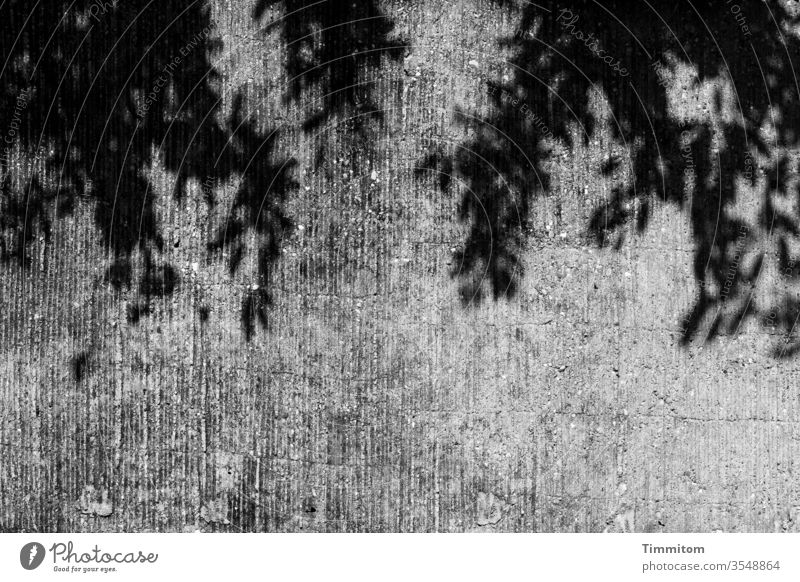 Die Gedanken sind grau, oder frei...hier Schatten auf Betonmauer Mauer Blätter Pflanze schwarz Schwarzweißfoto Außenaufnahme Menschenleer einfach ästhetisch